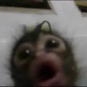Dniの画像