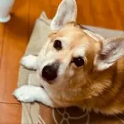 ごらころんの画像