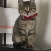 アニー