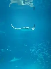 値下げ交渉 OK ぴぴと プロフ参照の画像