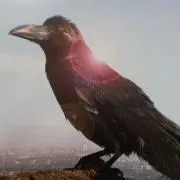 ざんざらまこもの画像