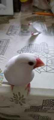 ぷりしらの画像