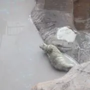 ますたーどの画像