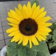 ひとぅみの画像