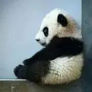 パンダの画像