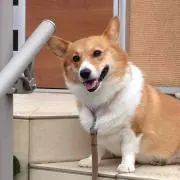 サチ