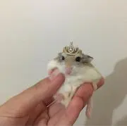 ☆