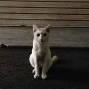 Charaの画像
