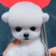 ペ