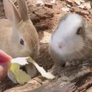 ママ，ごはんの画像
