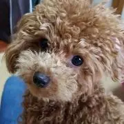 ココモカ