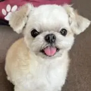 てっちゅの画像