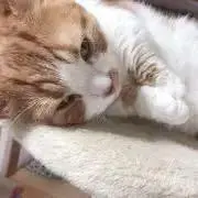 なるなる☆TWICEグッズは公式です☆の画像