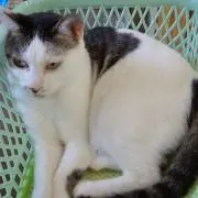 cosmo