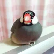 ぷくり