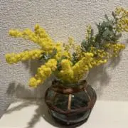まりもの画像