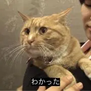 れいの画像