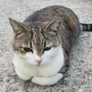 カナタの画像