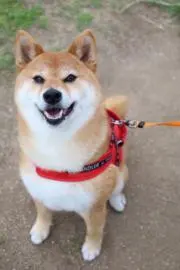 サワラの画像