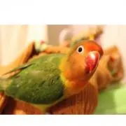 さい