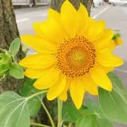 みいの画像