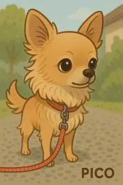 chisachisa