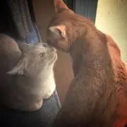 らぶちャん
