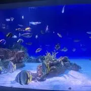 レモン⁎⁺˳✧༚の画像