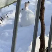 のぴ