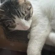 Tの画像