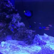 とことこの画像