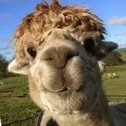 Llamachanの画像