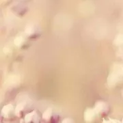 ayamanの画像