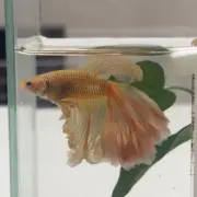 はなひな
