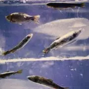 aoの画像