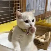 あつの画像