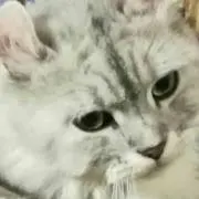 リサの画像