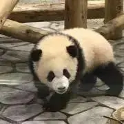 ともこちゃんの画像