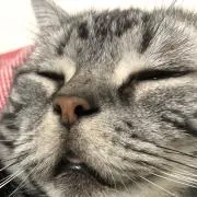 ワサオの画像