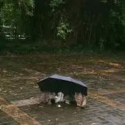 ゐぬの画像