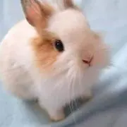 うさころの画像