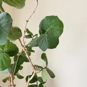 Danoの画像