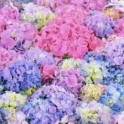 Suzu-ranの画像