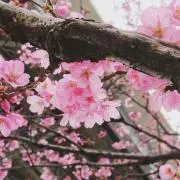 ぽちゃこの画像