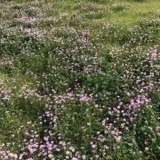 おもちママの画像