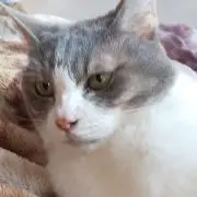 カンパネルラの画像