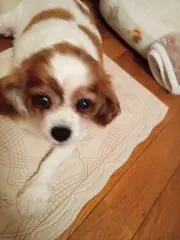 えこ
