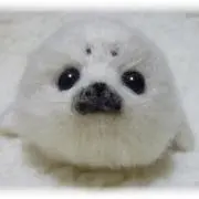 鈴木の画像