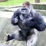 まいける