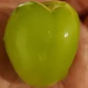 きょんくまの画像
